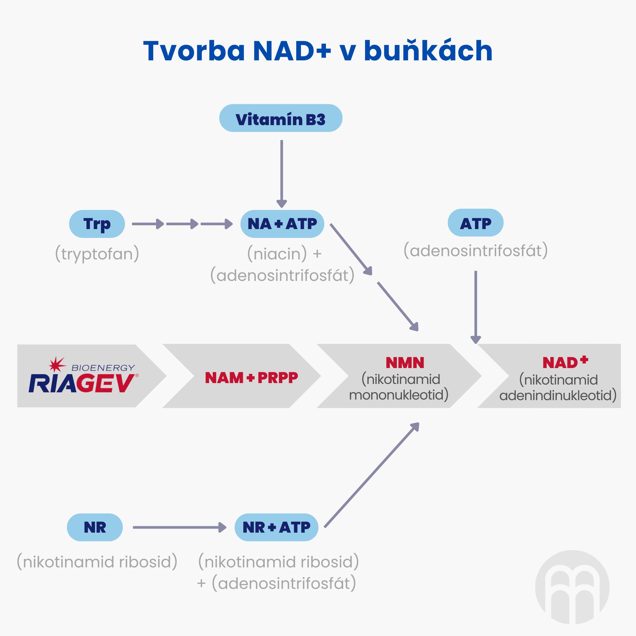 Tvorba NAD+ v buňkách